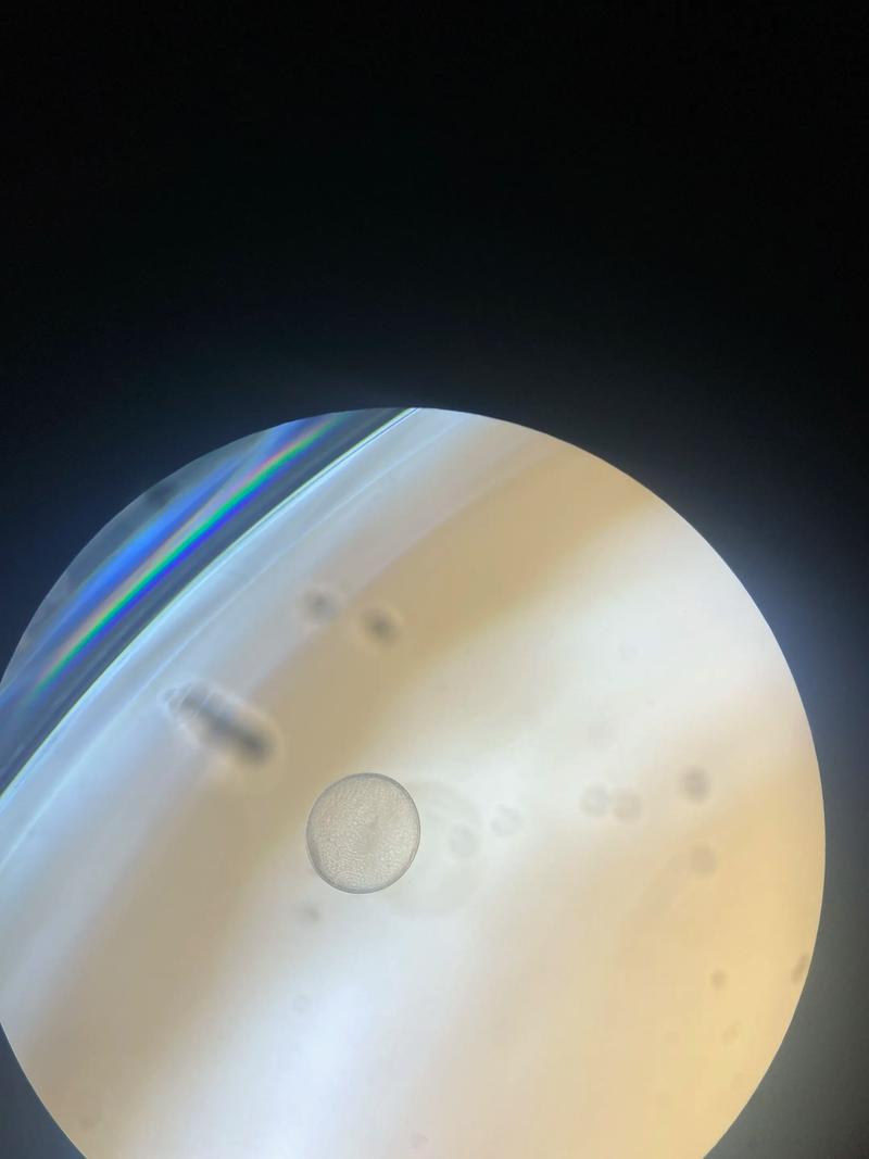 汗血宝马:古老时光里的速度与激情