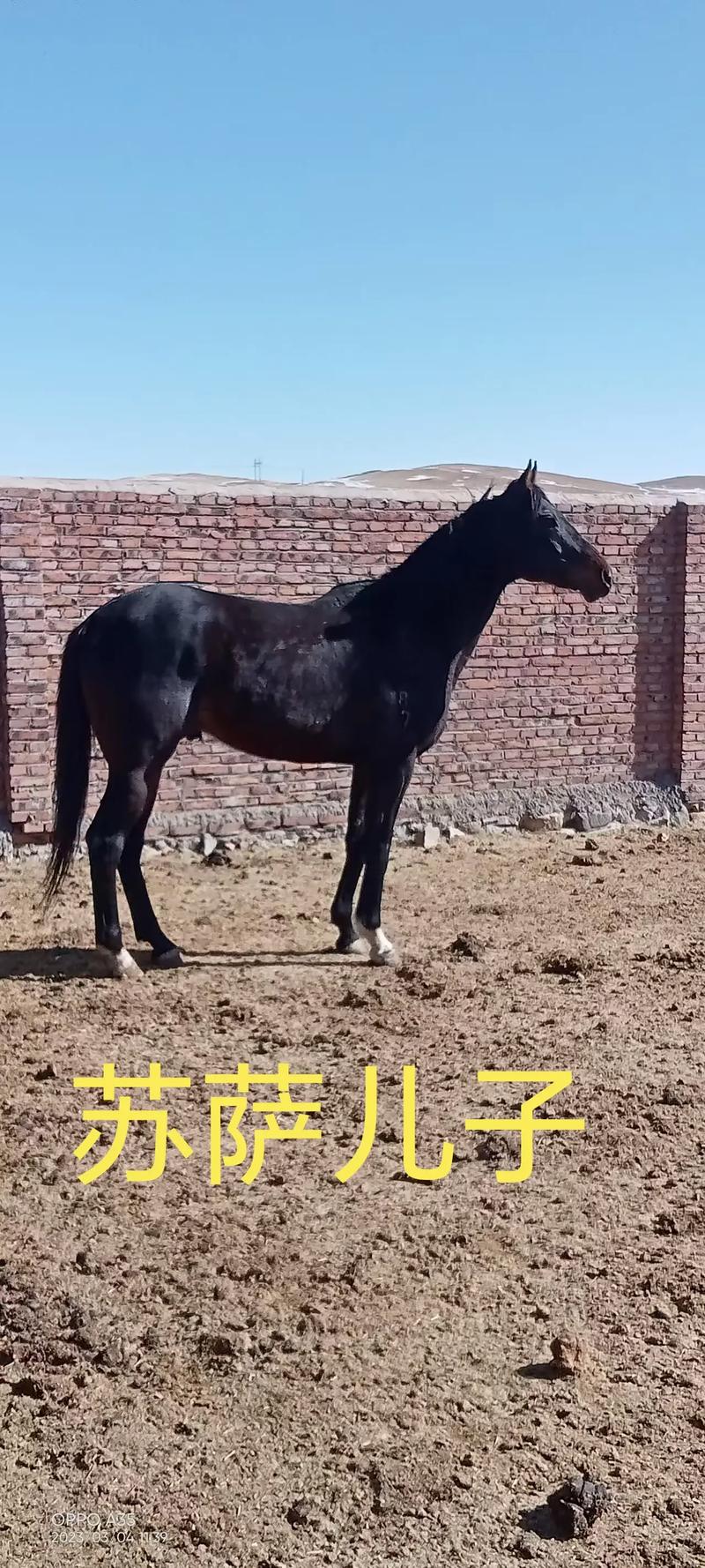 种马销售行业动态：探寻养殖与市场前景