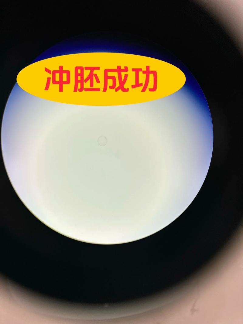 马匹胚胎移植